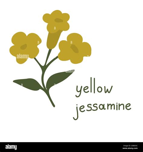 Yellow jessamine vector vectors hi-res stock photography and images - Alamy