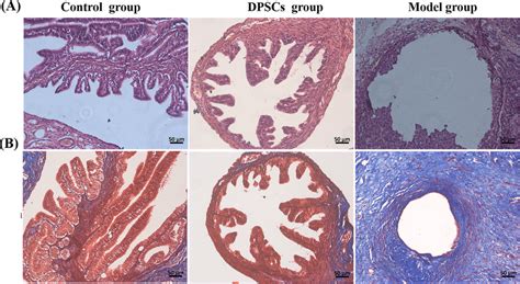 Histologic Evaluation Of Oviduct Tissues After 30 Days Postsurgery