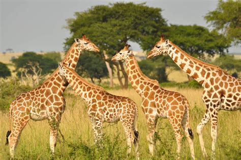 Northern giraffe: Giraffa camelopardalis - Giraffe Conservation Foundation