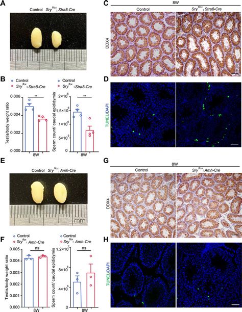 Conditional Knockout Of Sry Resulted In Germ Cells Loss A