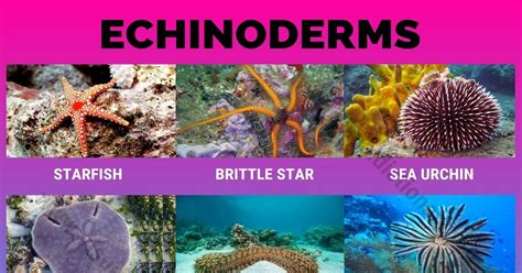 Echinoderms: 8 Beautiful Types of Echinoderms You Probably Don't Know ...