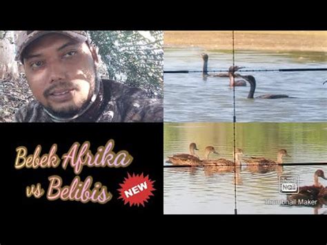 Berburu Burung Pecuk Dan Belibis Di Spot Baru Youtube