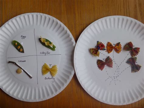 Life Cycle Of A Butterfly Activities Eyfs Eugene Glovers