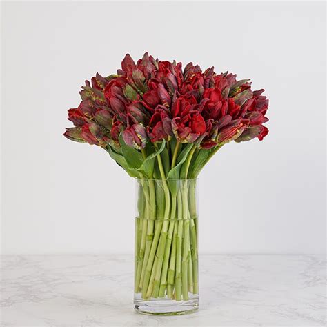 Bouquet of Dark Red Parrot Tulips - The Bouqs Co.