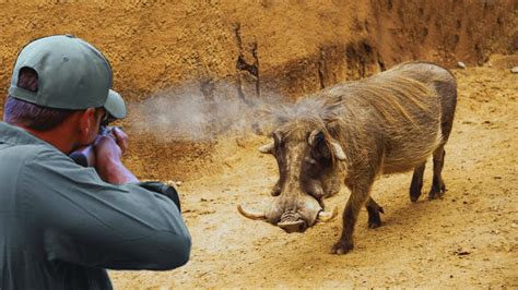 dangerous wild boar hunts  insane close calls epic pursuits