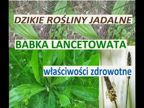 Babka lancetowata właściwości zdrowotne Dzikie rośliny jadalne YouTube