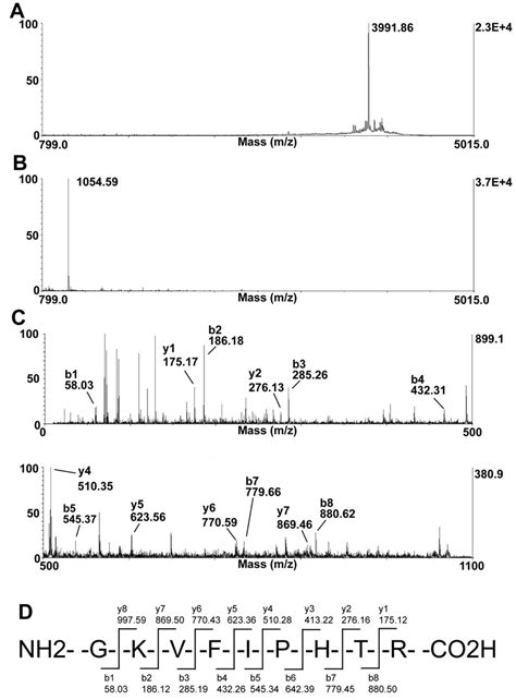 Mass Spectrometric Identification Of A Fragment Derived By Caplain From