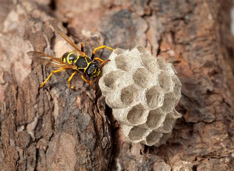 Tout savoir sur la destruction nid de guêpes Les Exterminateurs