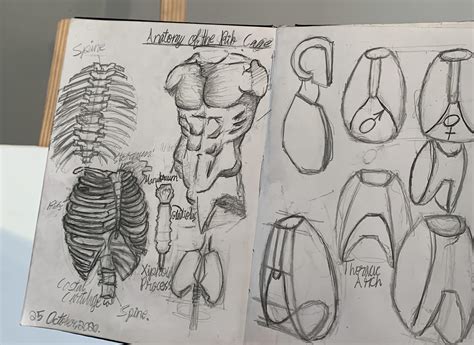 Drawing Of The Anatomy Of The Rib Cage R Anatomy