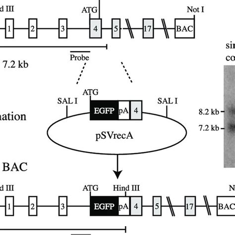 Generation Of Transgenic Animals With Egfp Expression In Chat Positive