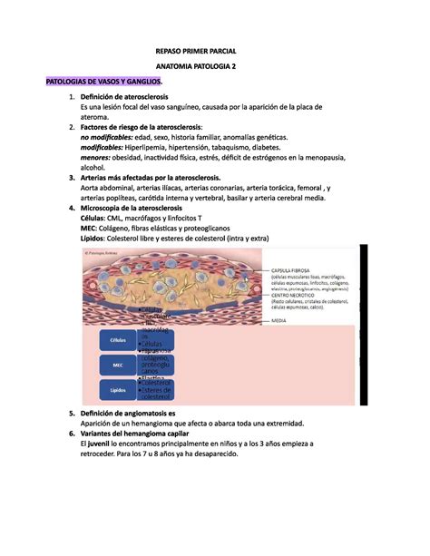 Repaso Primer Parcial Lab Anato Pato Lab Anatom A Patol Gica Ii Studocu