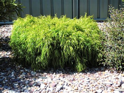 Acacia Cognata ‘fettuccini River Wattle Gardening With Angus