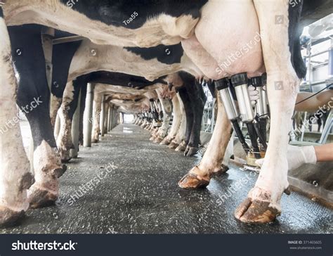 Row Cows Being Milked Stock Photo Shutterstock