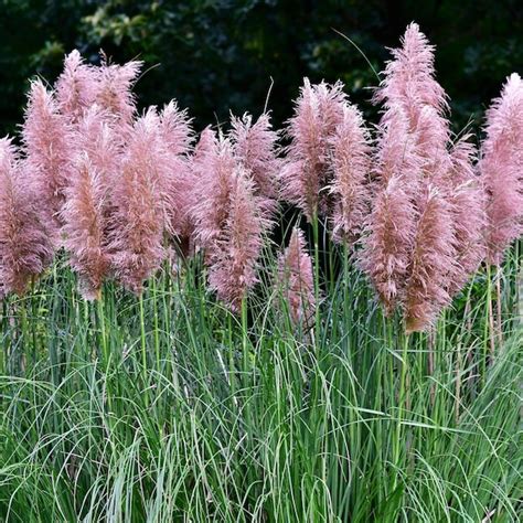 Pink Pampas Grass Seeds - Etsy