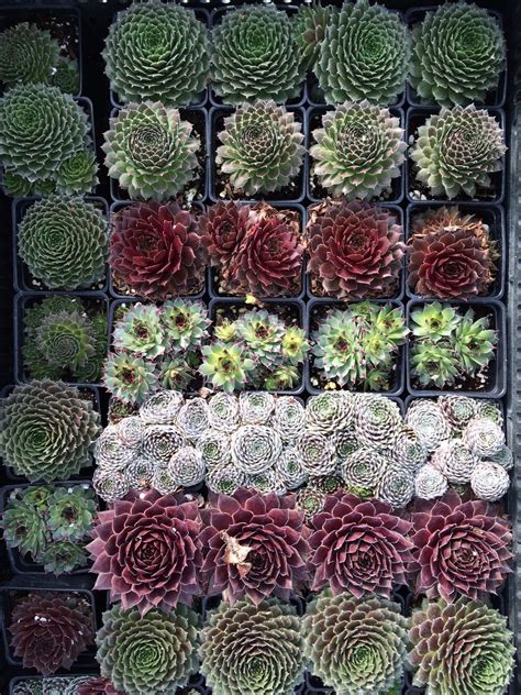 Assorted Hens and Chicks - Plant Library - Pahl's Market - Apple Valley, MN