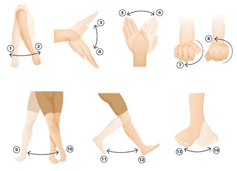 Bewegungsm Glichkeiten Der Extremit Ten Diagram Quizlet