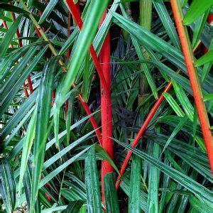 Palma Roja Cuidados Cultivo Y Gu A De Compra