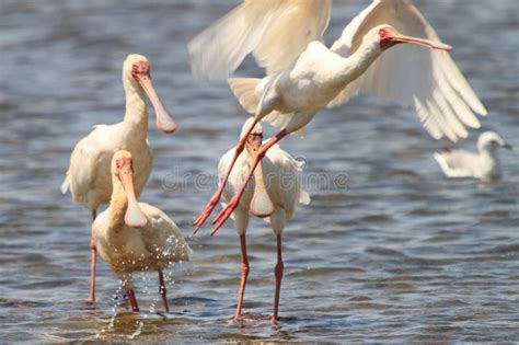 African Spoonbill in Flight - Platalea Alba Stock Image - Image of ...