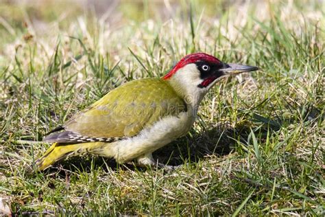 The European Green Woodpecker Picus Viridis Sitting Down In The Grass