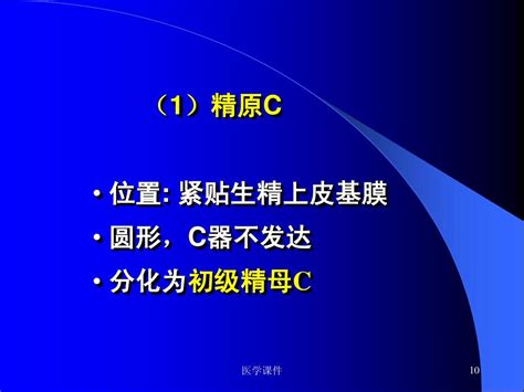 组织胚胎学 男性生殖系统 Ppt课件word文档在线阅读与下载无忧文档