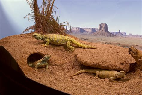 Reptile And Amphibian Habitats Habitattitude™ Protect Our Environment