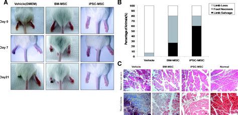 Functional Mesenchymal Stem Cells Derived From Human Induced