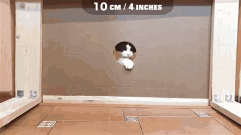 Cat Fail GIF - Cat Fail Funny - Discover & Share GIFs