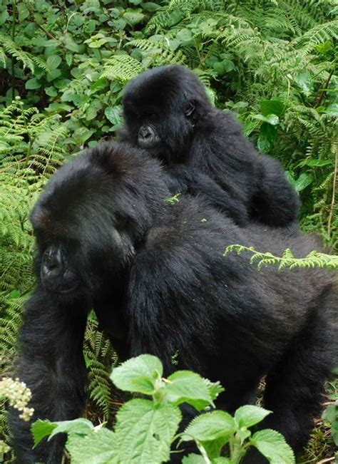 8 Days Rwanda Primates Adventure Safari Ongeri Expeditions
