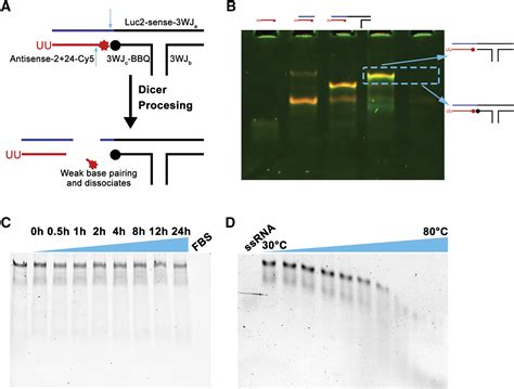 Rational Design For Controlled Release Of Dicer Substrate SiRNA