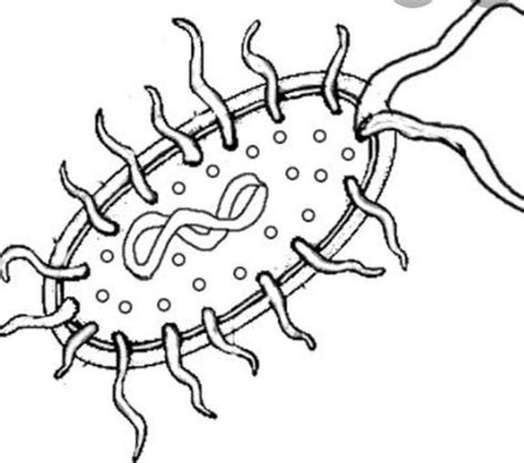 Diagram Of Bacteria Fungi Protozoa Virus