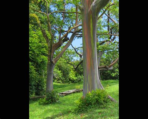 A Rainbow Eucalyptus Tree It Is The Only Species Of Eucalyptus Tree That Grows In The