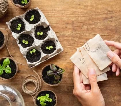 Quand semer le Persil au jardin ou en pot à l intérieur Peut on le