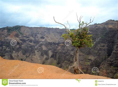 Tree On Mountain Cliff Stock Photo Image Of Mountain 64982316