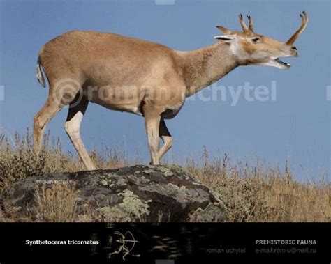 Synthetoceras tricornatus | Prehistoric wildlife, Animal books ...