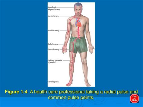 Ppt Anatomy Physiology And Disease Powerpoint Presentation Free