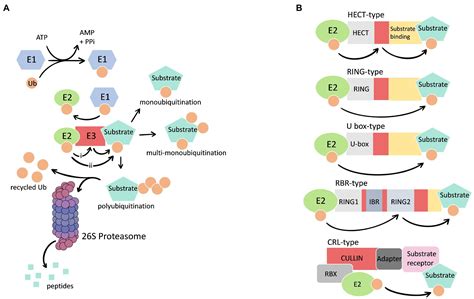 Frontiers The Ubiquitin Proteasome System And Nutrient Stress Response