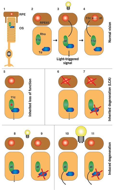 Unliganded Opsin The Naked Gun Retinal Photoreceptors Are Highly