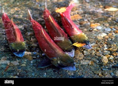 Spawning Sockeye Salmon Oncorhynchus Nerka Run Fish Swimming