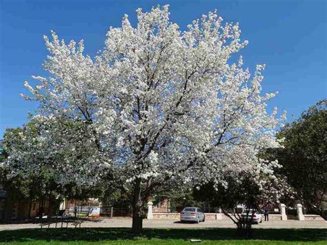 Plants That Make Your Garden Stink