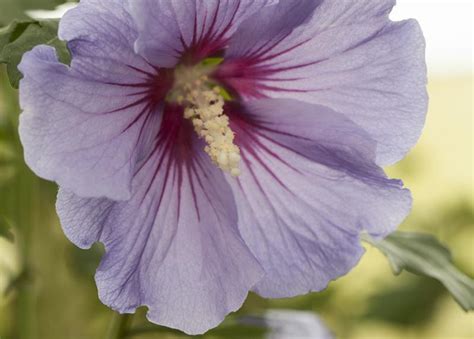 Hibiscus Syriacus Marina Straucheibisch Marina Gärtnerei Schliebener