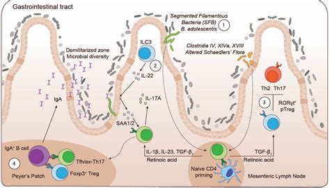 Homeostatic Immunity And The Microbiota Harrison Lab