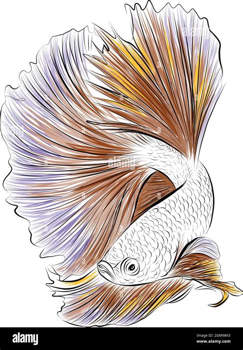 Betta Fish Illustration