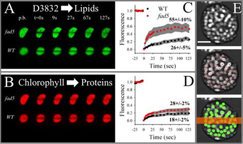 FRAP Analysis On Isolated Thylakoid Membranes Shows Higher Diffusion Of