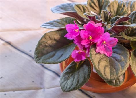 Premium Photo African Violet Blooming In Pink How To Care For African