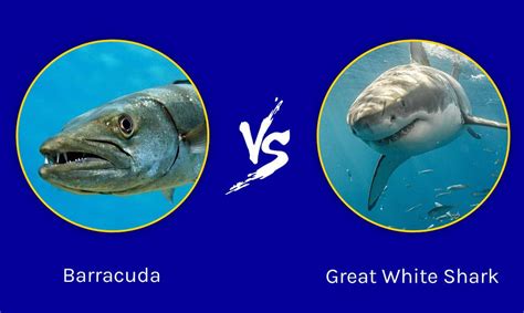 Epic Battles The World S Largest Barracuda Vs Great White Shark A Z