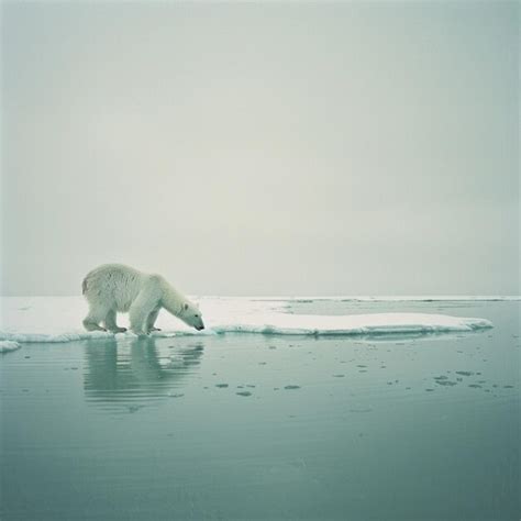 Premium Photo Polar Bear