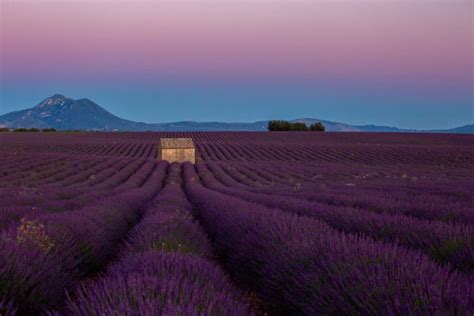 La Route De La Lavande Du Plateau De Valensole Haute Provence