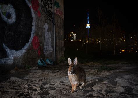 Focus How To Photograph Urban Wildlife A Beginners Guide