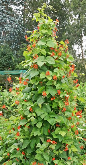 Scarlet Runner Bean Phaseolus Coccineus Master Gardener Program