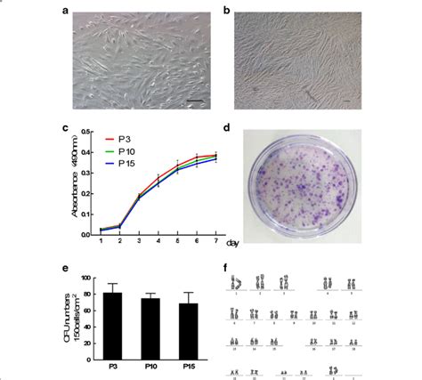 Proliferation And Colony Forming Ability Of Menscs A Morphology Of